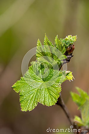 A picture of a salmon berry plant beginning to sprout leaves. Stock Photo