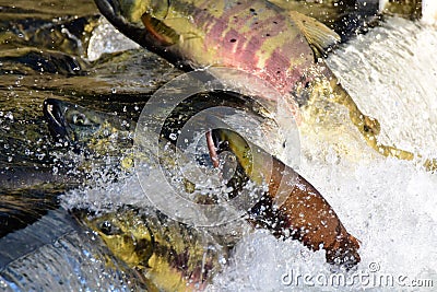 A picture of salmon swimming across the divider. Stock Photo