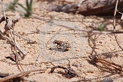 Picture of a sand bug CICINDELA HYBRIDA Stock Photo
