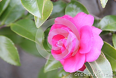 Sasanka flowers and green leaves that bloomed in early winter Stock Photo