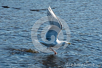 A picture of a seagull taking off. Stock Photo