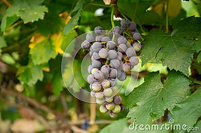 Picture of semi-ripe beauty seedles grapes in the wineyard Stock Photo