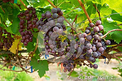 Picture of semi-ripe beauty seedles grapes in the wineyard Stock Photo