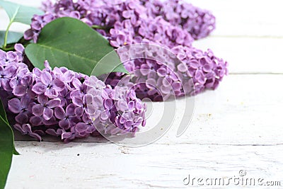 Beautiful lilac border Stock Photo