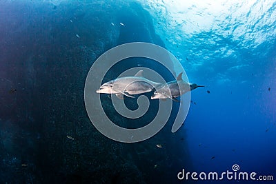 Bottlenose Dolphin during a scuba dive in Mexico Stock Photo