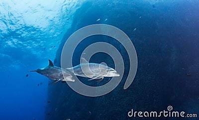 Bottlenose Dolphin during a scuba dive in Mexico Stock Photo