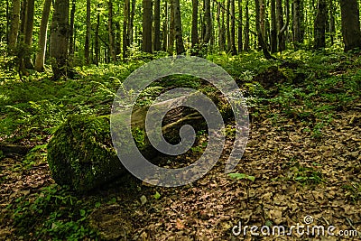Bough of trees covered with moss in the forest Stock Photo