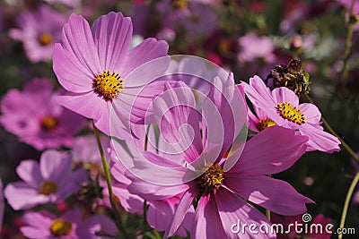 This picture shows a close-up of multiple pink flowers, possibly Cosmos flowers. Stock Photo