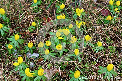 A field with winter aconites Stock Photo