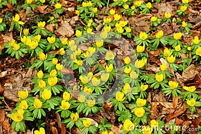 A field with winter aconites Stock Photo