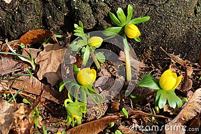 A field with winter aconites Stock Photo