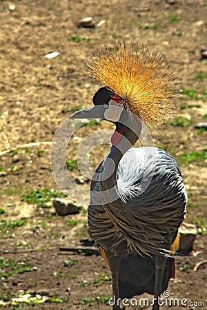 Portrait of a grey crowned crane Stock Photo