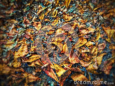 The picture shows leaves scattered on the road with bokeh view.3D ilustration or 3D Rendering .Edit by Prisma apps. Stock Photo