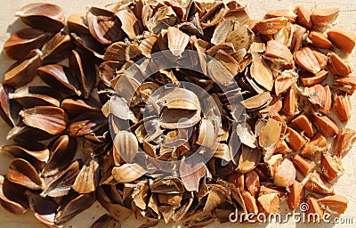 Many beechnuts and beechnut shells Stock Photo