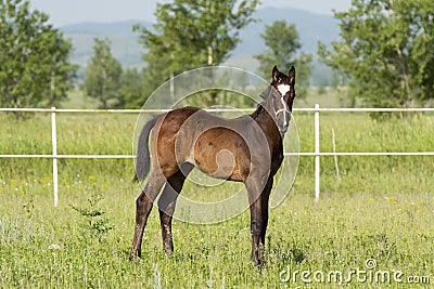 The picture shows a small foal Stock Photo