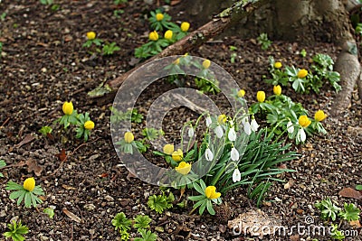 Snowdrops and winter aconites Stock Photo