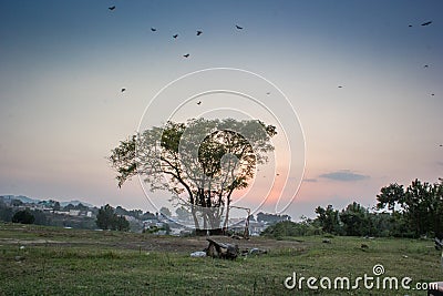 A lonely tree and some birds flying Stock Photo