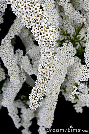 Spiraea shrub flower Stock Photo