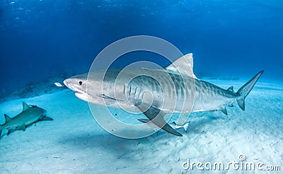 Tiger shark at the Bahamas Stock Photo