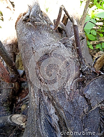 This picture shows a tree bark that is starting to dry Stock Photo