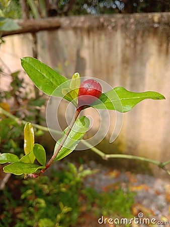 Small Pomegranate fruit in india Stock Photo