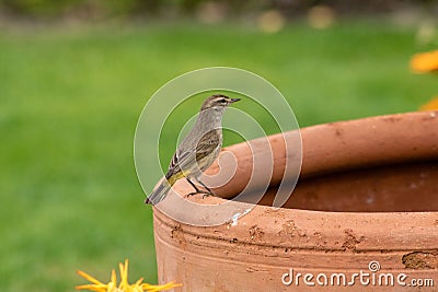Small warbler Stock Photo
