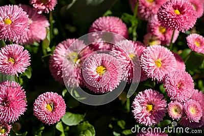 A picture of some pink bellis flowers. Stock Photo