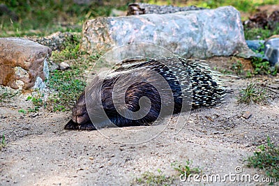 African porcupine Stock Photo