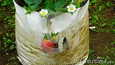 Strawberry plantation in Kanthalloor Stock Photo