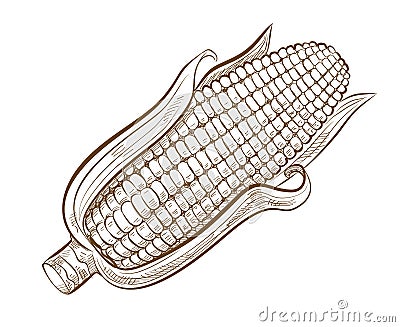 Picture of sweetcorn Vector Illustration