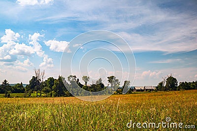farmers field with golden growing crops Stock Photo