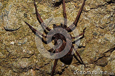 Awesome and very detailed spider picture. Stock Photo