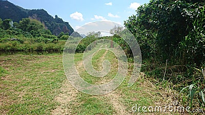 Natural grassland with blue sky Stock Photo