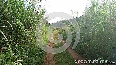 A pathway lead to no way Stock Photo