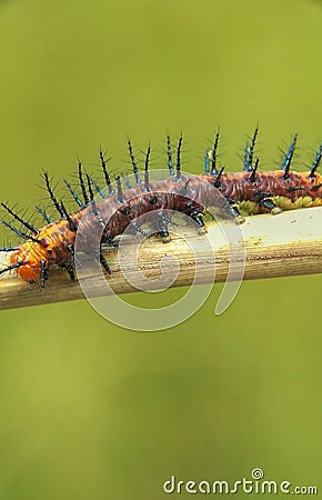 Caterpillar on a stick Stock Photo