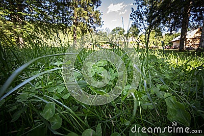 Close up on a field of three leaf clovers, also called trefoil, in the middle of the grass. Called trifolium Stock Photo