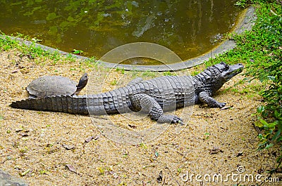 Tortoise and crocodile sunbathing together Stock Photo