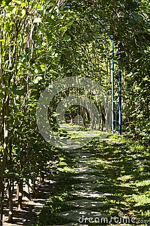 Picture, Tree tunnel ,colourful beautiful in garden Stock Photo