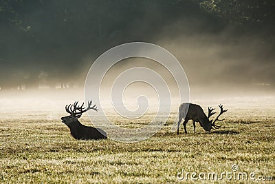 A deers in the morning mist Stock Photo