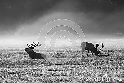 A deers in the morning mist Stock Photo