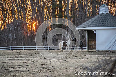 Two horses kissing at sunset by a barn Stock Photo