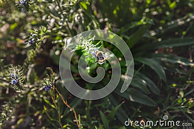 Selective blur on a Bumblebee bee foraging, gathering nectar & pollinizing the blossom of a flower in summer. The bumblebee is a Stock Photo