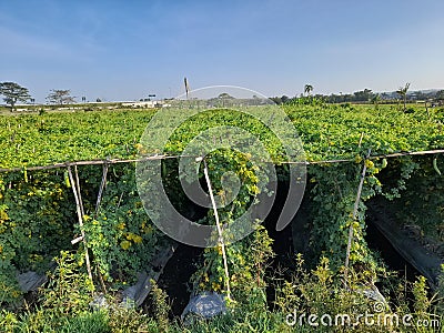 very shady bitter melon plant Stock Photo