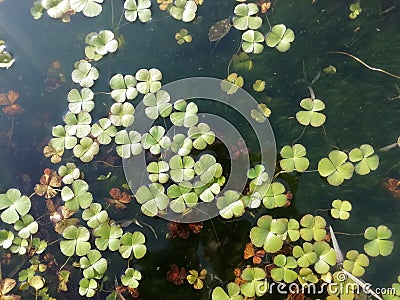 Very nice photo flowers under the water. Stock Photo