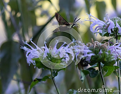 Snowberry clearwing hummingbird moth flying above flowers in a field Stock Photo