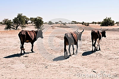 Emaciated cattle at the Sahel Stock Photo