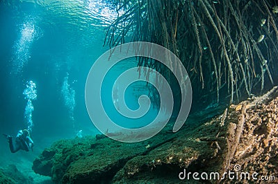 Scuba diving in the Casa Cenote in Mexico Stock Photo