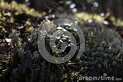 Contour image of leaves of wild berries Stock Photo