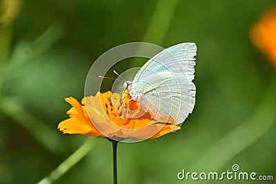 Butterfly sitting on a flower Stock Photo