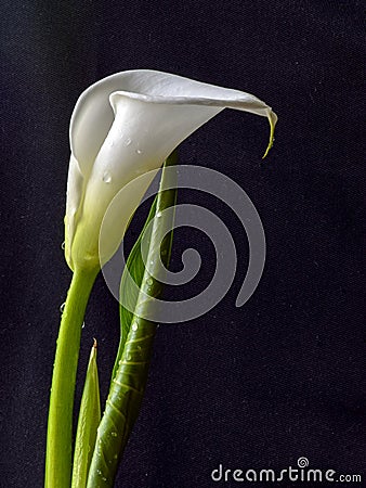 White kallas flower on dark background Stock Photo